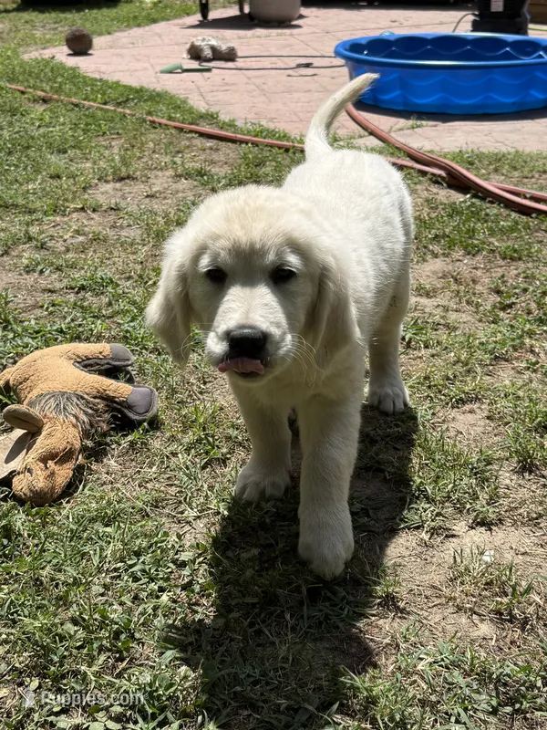 Pinky – English Cream Golden Retriever puppy for sale in Chesapeake City, VA