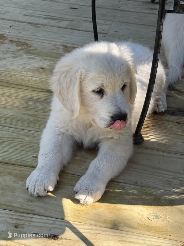 Sunshine  – English Cream Golden Retriever puppy for sale in Chesapeake City, VA