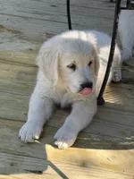 Sunshine , a female English Cream Golden Retriever for sale in Chesapeake City, VA – 1 of 2