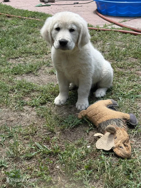 Pinky  – English Cream Golden Retriever puppy for sale in Chesapeake City, VA
