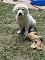 Pinky , a female English Cream Golden Retriever for sale in Chesapeake City, VA – 1 of 2