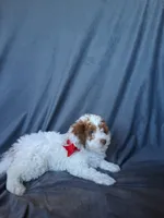Teddy, a male Havapoo for sale in Barnett, MO – 4 of 8