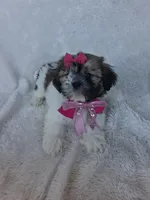 Nova, a female Shih Tzu for sale in Barnett, MO – 3 of 4