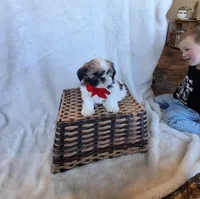 Sporty, a male Shih Tzu for sale in Barnett, MO – 2 of 4