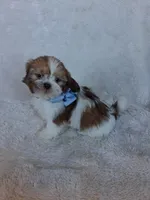 Scotty, a male Shih Tzu for sale in Barnett, MO – 4 of 6