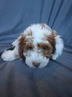 Teddy, a male Havapoo for sale in Barnett, MO – 7 of 8