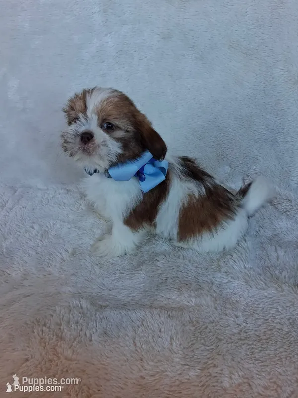 Scotty, a male Shih Tzu for sale in Barnett, MO – 1 of 6