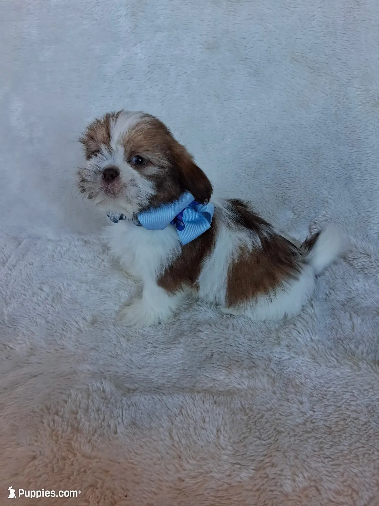 Scotty, a male Shih Tzu for sale in Barnett, MO – 1 of 6