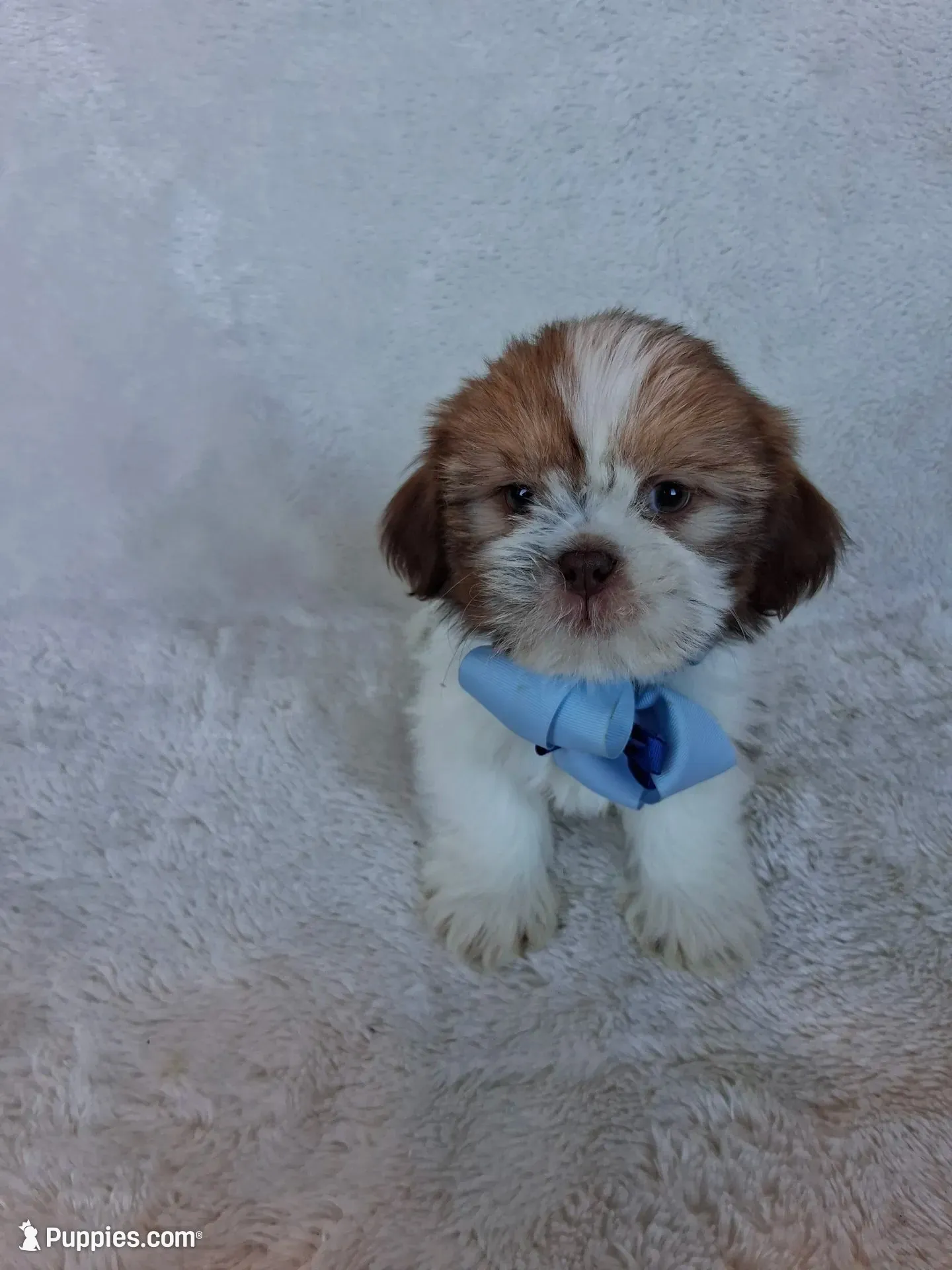 Scotty, a male Shih Tzu for sale in Barnett, MO – 2 of 6