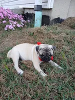 Fawn, a female Pug for sale in Barnett, MO – 4 of 4
