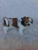Scotty, a male Shih Tzu for sale in Barnett, MO – 5 of 6
