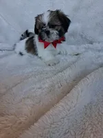 Sporty, a male Shih Tzu for sale in Barnett, MO – 4 of 4