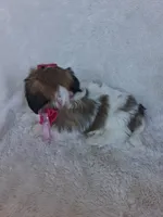 Nova, a female Shih Tzu for sale in Barnett, MO – 4 of 4