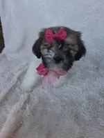 Nova, a female Shih Tzu for sale in Barnett, MO – 2 of 4