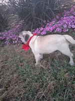 Fawn, a female Pug for sale in Barnett, MO – 3 of 4