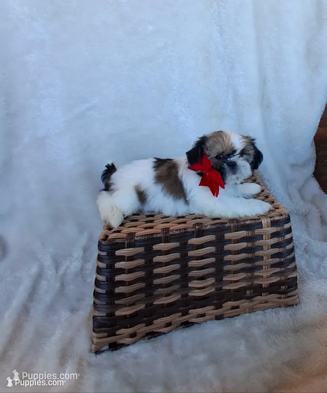 Sporty, a male Shih Tzu for sale in Barnett, MO – 1 of 4