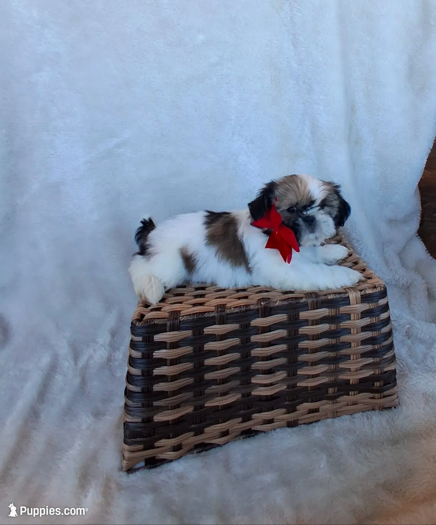 Sporty, a male Shih Tzu for sale in Barnett, MO – 1 of 4