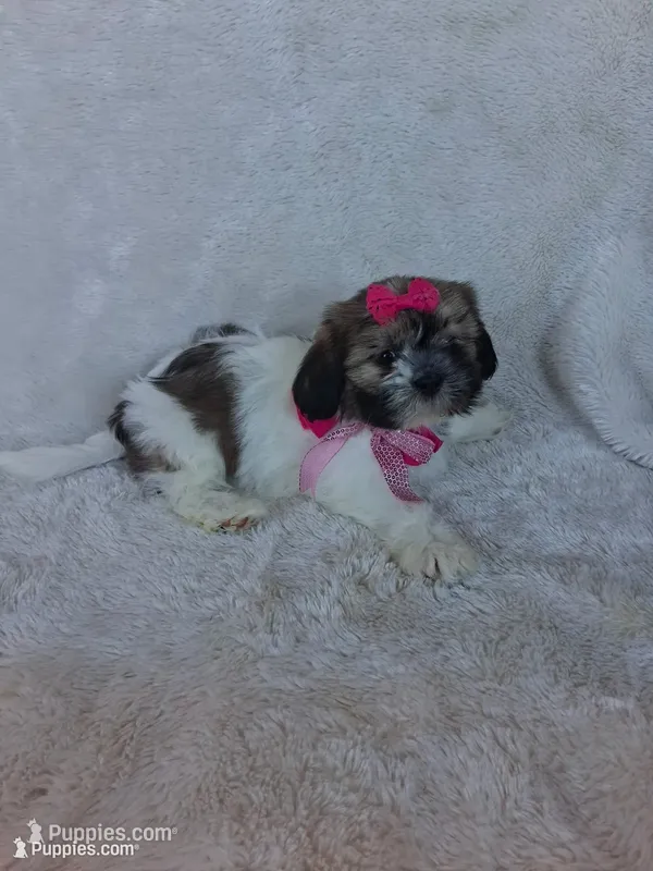 Nova, a female Shih Tzu for sale in Barnett, MO – 1 of 4