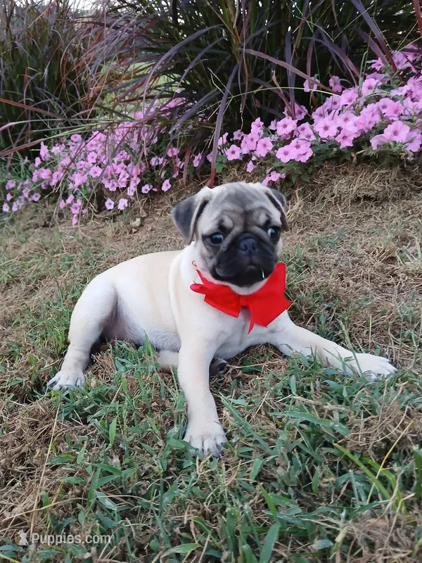 Fawn – Pug puppy for sale in Barnett, MO
