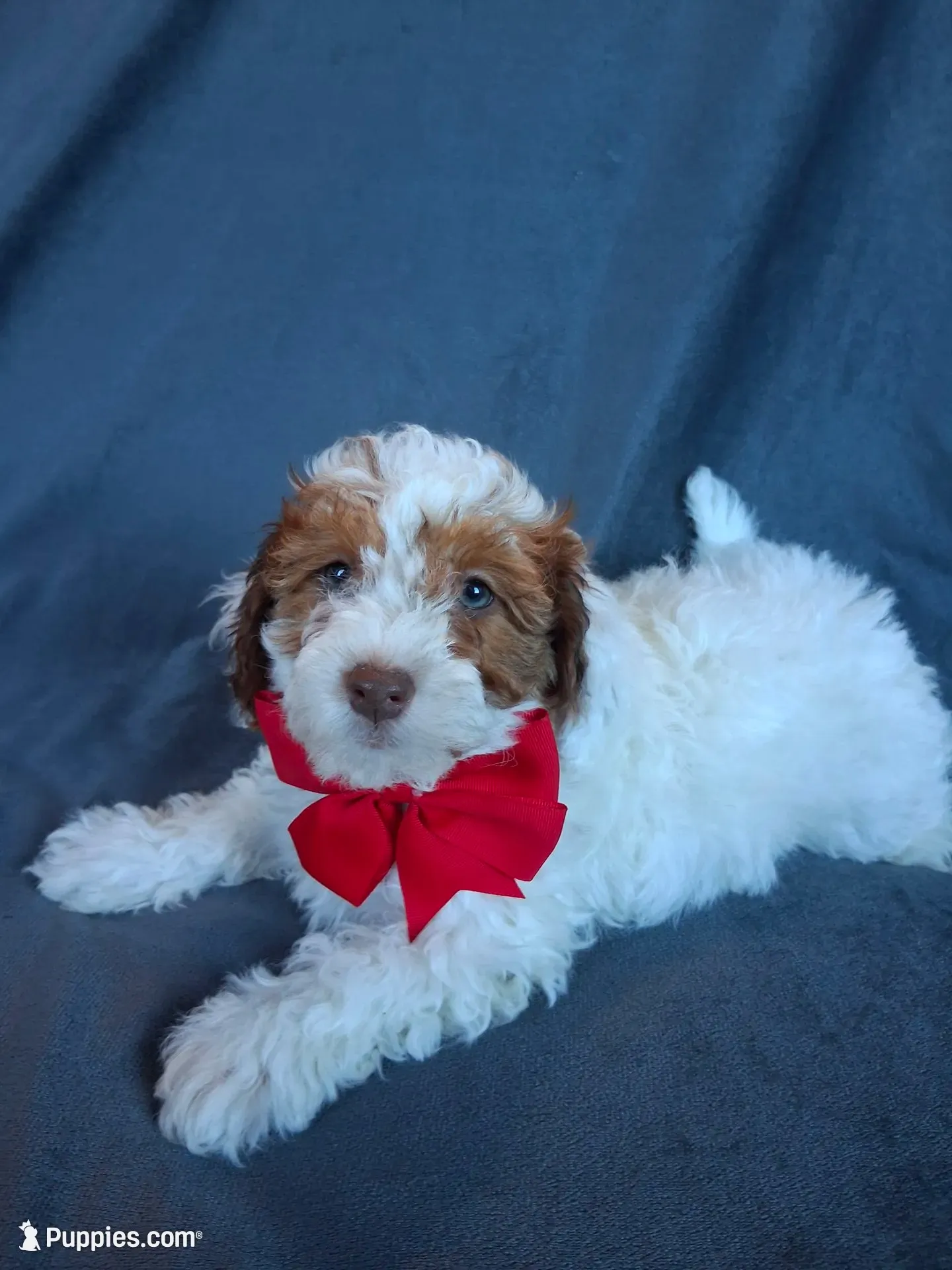 Teddy, a male Havapoo for sale in Barnett, MO – 2 of 8