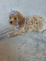 Violit, a female Havapoo for sale in Barnett, MO – 4 of 7