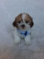 Scotty, a male Shih Tzu for sale in Barnett, MO – 3 of 6