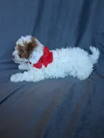 Teddy, a male Havapoo for sale in Barnett, MO – 8 of 8