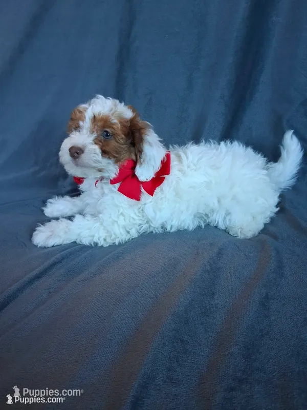 Teddy, a male Havapoo for sale in Barnett, MO – 1 of 8