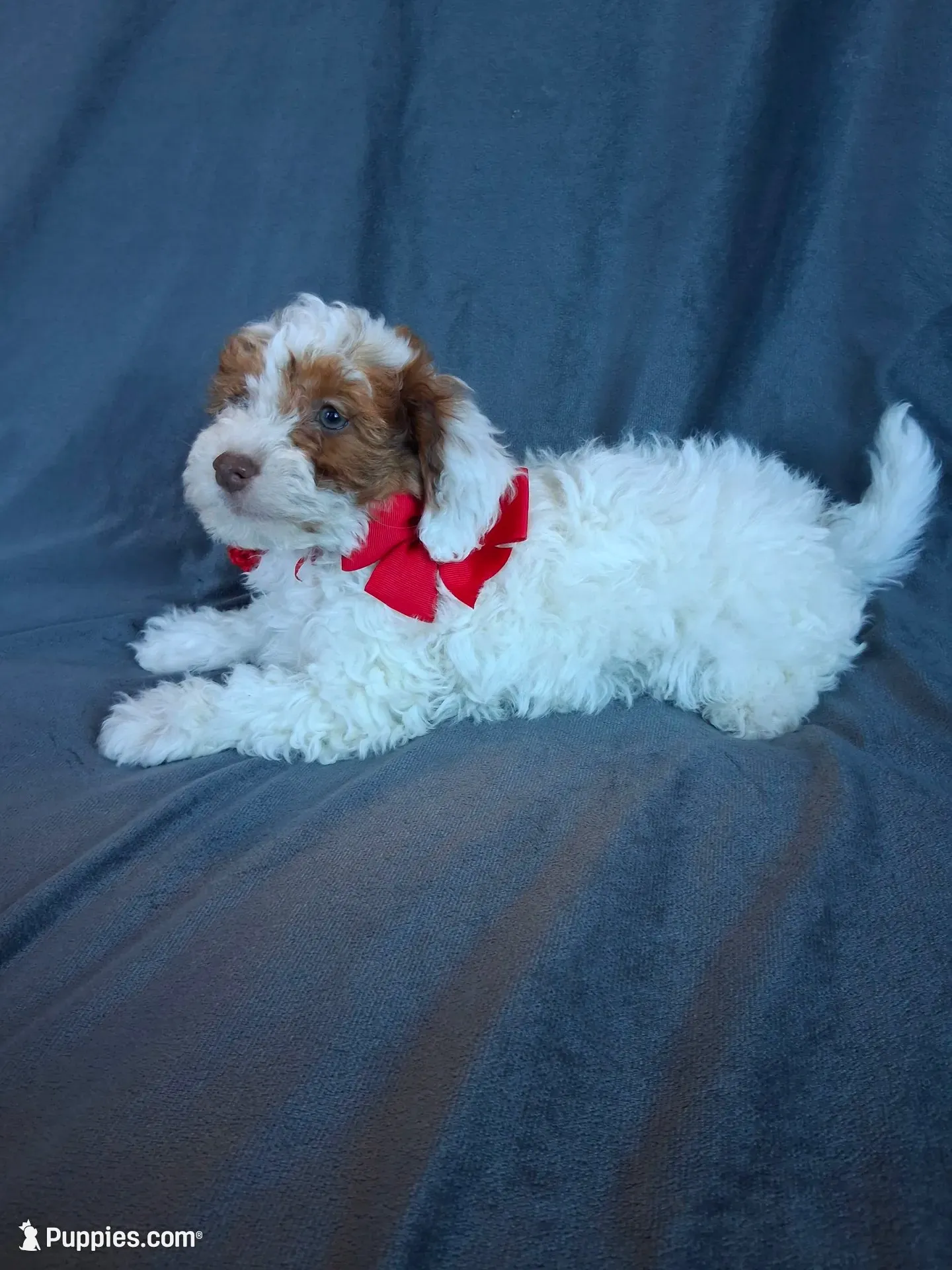 Teddy, a male Havapoo for sale in Barnett, MO – 1 of 8