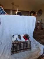 Sporty, a male Shih Tzu for sale in Barnett, MO – 3 of 4