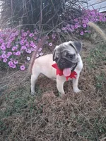 Fawn, a female Pug for sale in Barnett, MO – 2 of 4