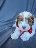 Teddy, a male Havapoo for sale in Barnett, MO – 3 of 8