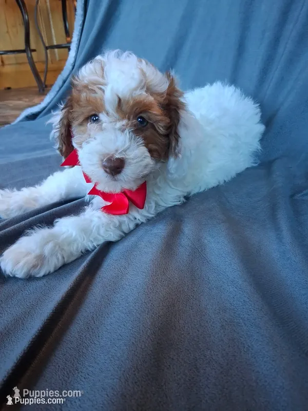 Teddy – Havapoo puppy for sale in Barnett, MO