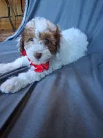 Teddy, a male Havapoo for sale in Barnett, MO – 5 of 8