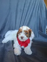 Teddy, a male Havapoo for sale in Barnett, MO – 6 of 8