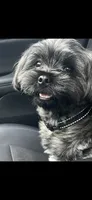 Sevyn , a male Shih Tzu and Poodle - Toy  for sale in Katy, TX – 6 of 6