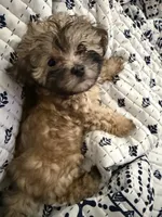 Sevyn , a male Poodle and Shih Tzu for sale in Katy, TX – 3 of 6