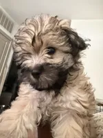Blue, a male Shih Tzu and Poodle - Toy  for sale in Katy, TX – 2 of 6