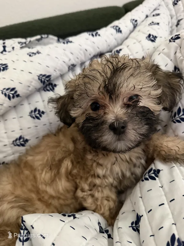 Sevyn  – Shih Tzu, Poodle - Toy  puppy for sale in Katy, TX