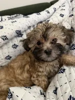 Sevyn , a male Shih Tzu and Poodle - Toy  for sale in Katy, TX – 2 of 6