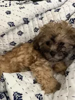 Sevyn , a male Shih Tzu and Poodle - Toy  for sale in Katy, TX – 4 of 6