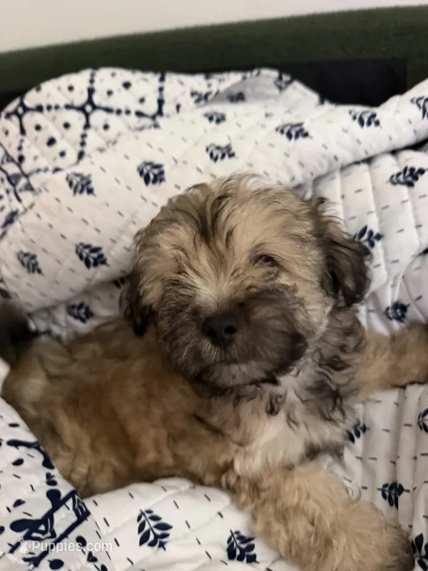 Little man  – Poodle, Shih Tzu puppy for sale in Katy, TX