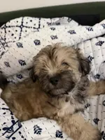 Little man , a male Poodle and Shih Tzu for sale in Katy, TX – 1 of 5