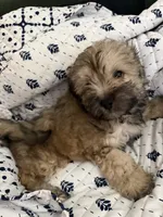 Blue, a male Shih Tzu and Poodle - Toy  for sale in Katy, TX – 4 of 6