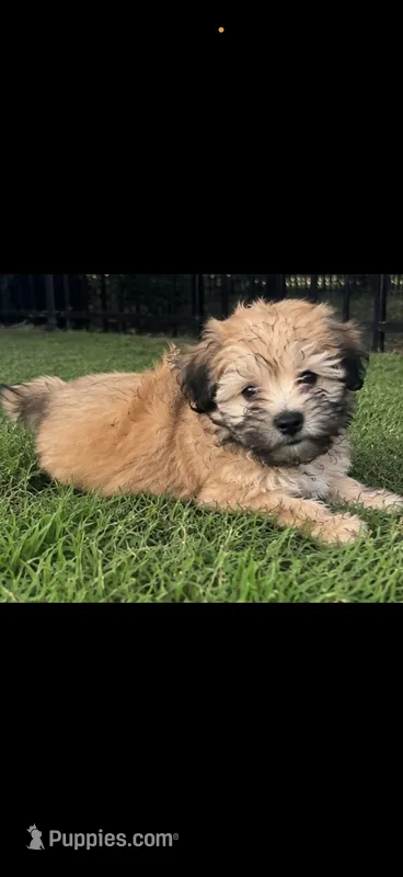Blue – Shih Tzu, Poodle - Toy  puppy for sale in Katy, TX