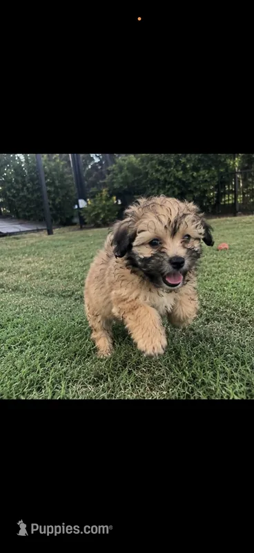 Sevyn  – Shih Tzu, Poodle - Toy  puppy for sale in Katy, TX