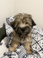 Blue, a male Shih Tzu and Poodle - Toy  for sale in Katy, TX – 3 of 6