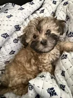 Sevyn , a male Poodle and Shih Tzu for sale in Katy, TX – 1 of 6