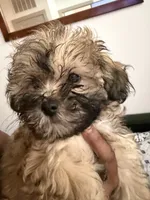 Syx, a male Poodle and Shih Tzu for sale in Katy, TX – 2 of 6