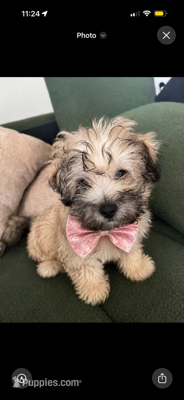 Blue – Shih Tzu, Poodle - Toy  puppy for sale in Katy, TX